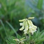 Astragalus frigidus 花