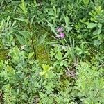 Calopogon tuberosus Flor