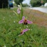 Ophrys apiferaFlower