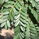 Cordyla africana Leaf