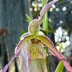 Phragmipedium longifolium Кветка