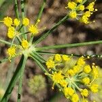 Foeniculum vulgareKvět