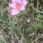 Zephyranthes carinata 整株植物