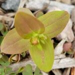 Hypericum mutilum Feuille