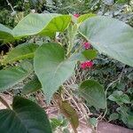 Ipomoea carnea Blad