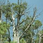 Juniperus osteosperma Hábito