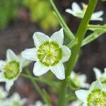 Toxicoscordion fremontii Flower