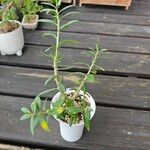 Pachypodium succulentum Leaf
