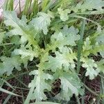 Senecio vulgaris Leaf