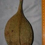 Aspidosperma desmanthum Otro