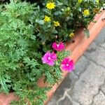 Glandularia tenera Flower