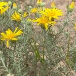 Machaeranthera gracilis Flor