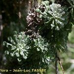 Saxifraga cochlearis Habitus