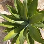 Agave attenuata Лист