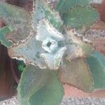 Kalanchoe beharensis Hoja