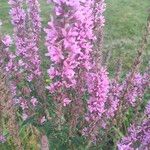 Lythrum virgatum Blüte