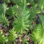 Polypodium cambricum Folio