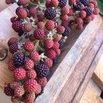 Rubus urticifolius Fruit