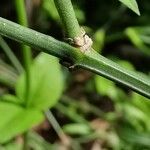 Jasminum beesianum Corteza