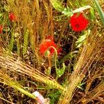 Papaver setiferumFlor