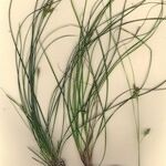 Carex halleriana Egyéb