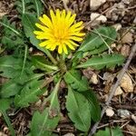 Taraxacum obovatum 整株植物