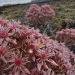 Aeonium lancerottense Blüte