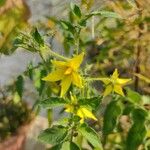 Solanum lycopersicumപുഷ്പം