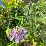 Passiflora incarnata花