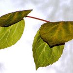 Populus heterophylla Liść