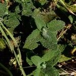 Teucrium scorodonia Habitus