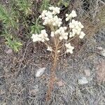 Pseudognaphalium californicum Flower