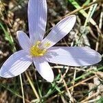 Colchicum alpinum Flower