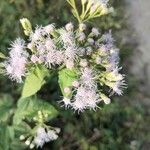 Chromolaena odorata 花