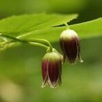 Clematis japonica Flor