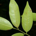 Rourea glabra Leaf