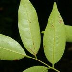 Rourea glabra Hoja