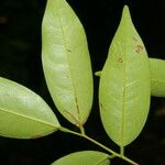 Rourea glabra Blad