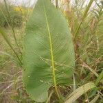 Silphium terebinthinaceum Leaf