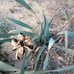 Pancratium maritimum पत्ता