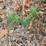 Teucrium canadense Blatt