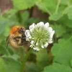 Trifolium repensFlower