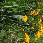 Senecio doronicum Flower