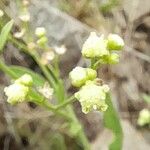 Parthenium hysterophorus Květ