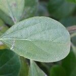 Bignonia magnifica Leaf