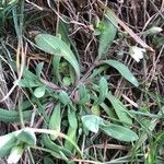 Holosteum umbellatum Leaf