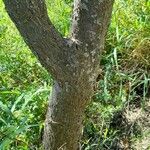 Thevetia neriifolia Corteza