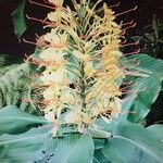 Hedychium gardnerianumFlower