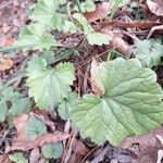 Campanula tracheliumLeaf