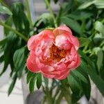 Paeonia peregrina Blüte